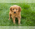 Small Goldendoodle-Poodle (Miniature) Mix