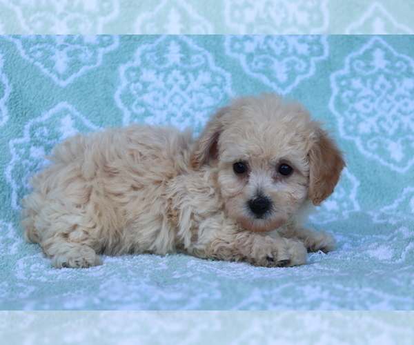 Medium Photo #1 Bichpoo Puppy For Sale in SHILOH, OH, USA