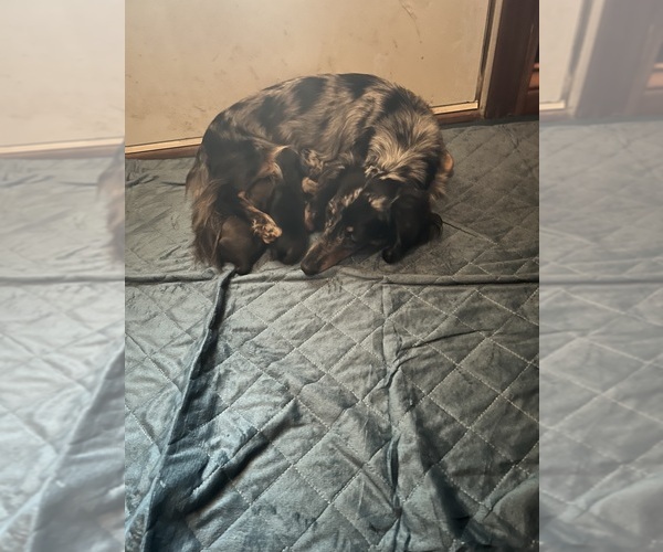 Medium Photo #1 Dachshund Puppy For Sale in EUBANK, KY, USA