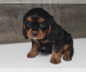 Cavalier King Charles Spaniel Puppy for sale in CLARK, MO, USA