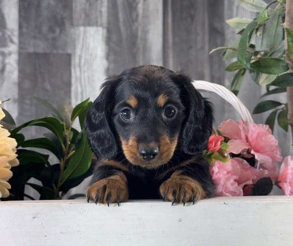 Medium Photo #4 Dachshund Puppy For Sale in CANOGA, NY, USA