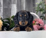 Small #3 Dachshund