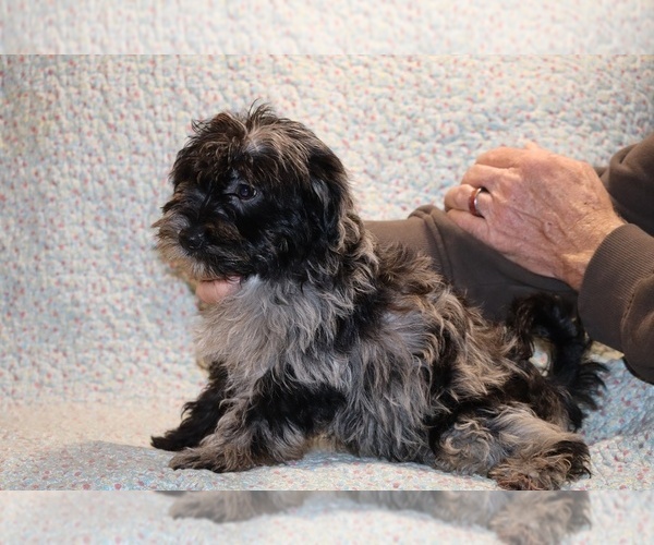 Medium Photo #8 Yorkiepoo mix (+ Poodle Toy) Puppy For Sale in DYERSBURG, TN, USA