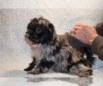 Small #7 Yorkiepoo mix (+ Poodle Toy)