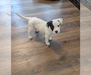 Boxer-Unknown Mix Dogs for adoption in The Woodlands, TX, USA