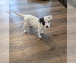 Small Boxer Mix