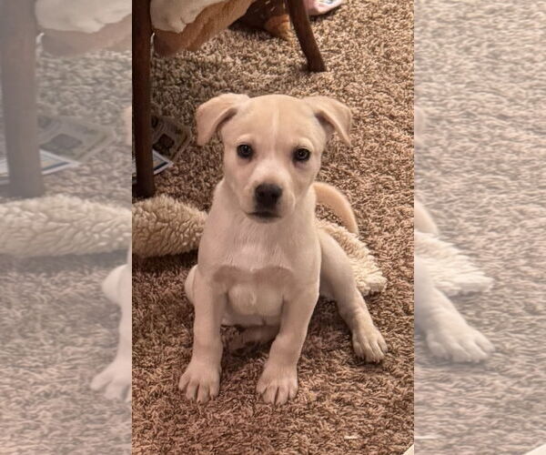 Medium Photo #3 Golden Retriever-Unknown Mix Puppy For Sale in Pottstown, PA, USA