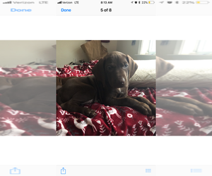 German Shorthaired Pointer-Vizsla Mix Puppy for sale in FORT STEWART, GA, USA