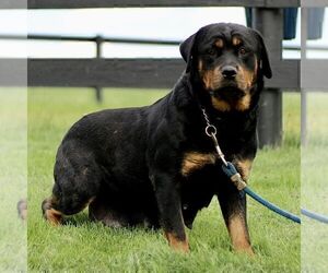 Mother of the Rottweiler puppies born on 04/03/2025