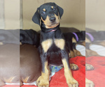 Small Photo #1 Doberman Pinscher Puppy For Sale in SAN DIEGO, CA, USA