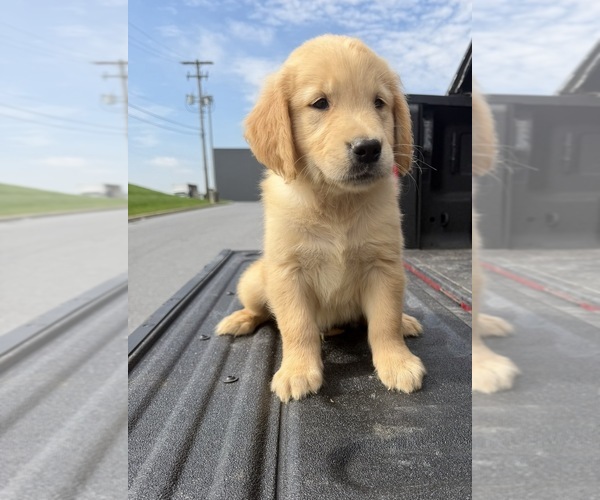 Medium Photo #2 Golden Retriever Puppy For Sale in LAKELAND, FL, USA