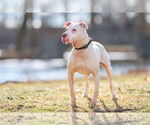 Small #8 American Pit Bull Terrier Mix