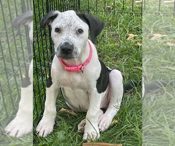 Medium Photo #10 American Bulldog-Unknown Mix Puppy For Sale in Lakewood, CO, USA