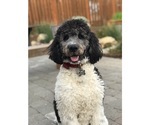 Small Photo #1 Labradoodle Puppy For Sale in RIDGEFIELD, WA, USA