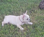 Puppy Hoss French Bulldog