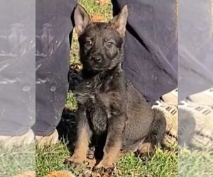 Medium German Shepherd Dog