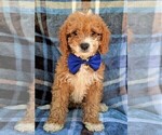 Small Photo #2 Cavachon-Poodle (Toy) Mix Puppy For Sale in LANCASTER, PA, USA
