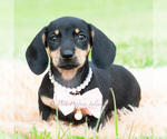 Small #2 Dachshund