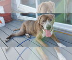 Small #1 American Pit Bull Terrier Mix