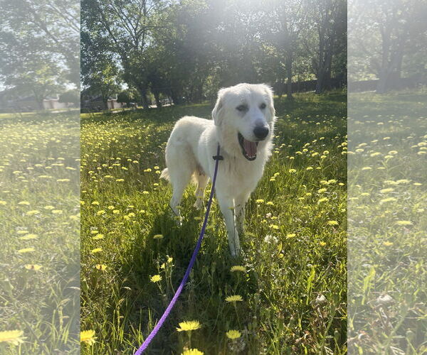 Medium Photo #7 Great Pyrenees Puppy For Sale in Houston, TX, USA