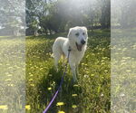 Small #6 Great Pyrenees