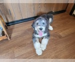 Small Photo #99 Bernedoodle (Miniature) Puppy For Sale in BLACK FOREST, CO, USA