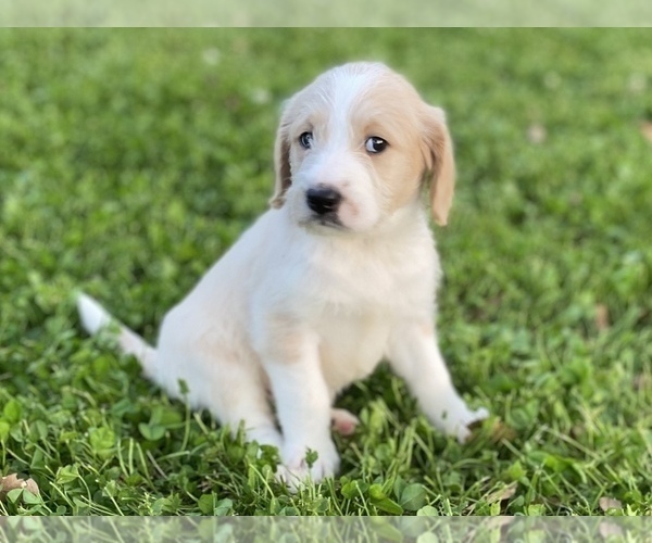 Medium Photo #10 Labradoodle Puppy For Sale in CANON, GA, USA