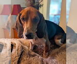 Small Beagle
