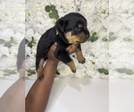 Small Photo #2 Rottweiler Puppy For Sale in FORT WORTH, TX, USA