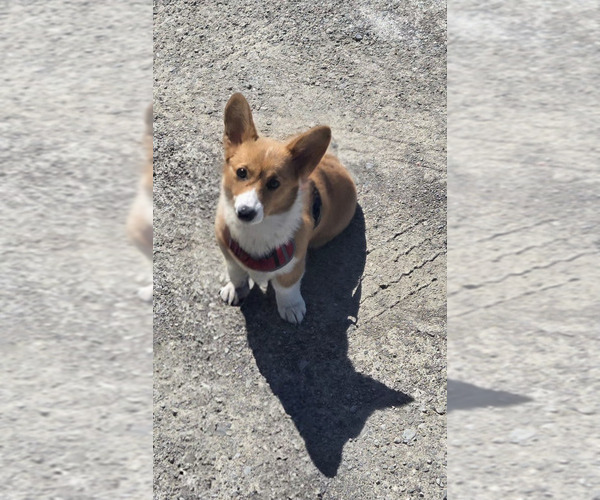 Medium Photo #1 Pembroke Welsh Corgi Puppy For Sale in CANTON, MI, USA