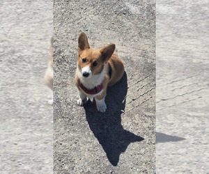 Pembroke Welsh Corgi Puppy for sale in CANTON, MI, USA