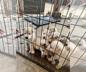 Siberian Husky Puppy for sale in PACOIMA, CA, USA