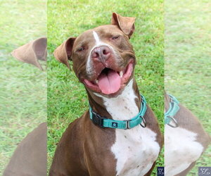 American Pit Bull Terrier-Unknown Mix Dogs for adoption in Lockport, NY, USA