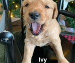 Puppy Ivy Golden Retriever