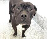 Small #1 Mastiff