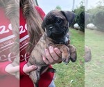 Small Photo #17 Buggs Puppy For Sale in WEST PLAINS, MO, USA