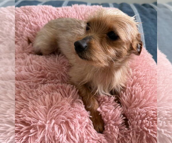 Medium Photo #3 Chihuahua-Unknown Mix Puppy For Sale in Salt Lake City, UT, USA