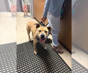 Mutt Dogs for adoption in Stockton, CA, USA