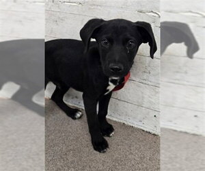 Mutt Dogs for adoption in San Bernardino, CA, USA