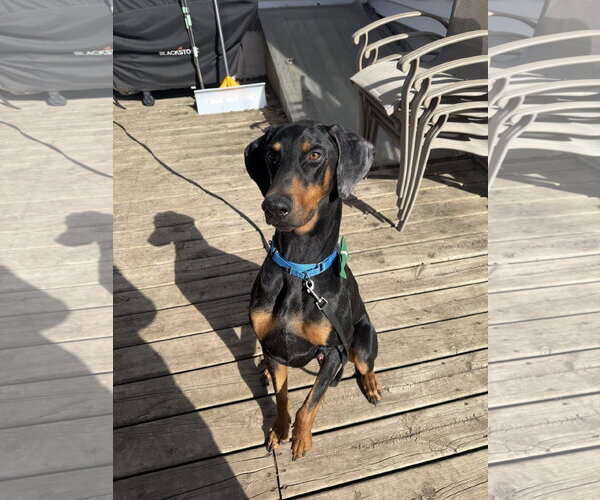 Medium Photo #5 Doberman Pinscher Puppy For Sale in Minneaoplis, MN, USA