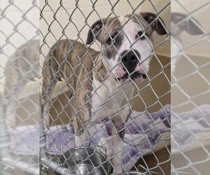 Mutt Dogs for adoption in Anchorage, AK, USA