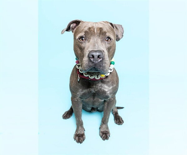 Medium Photo #2 American Staffordshire Terrier Puppy For Sale in Fort Lauderdale, FL, USA