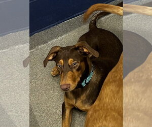 Labrador Retriever-Unknown Mix Dogs for adoption in Sterling, MA, USA
