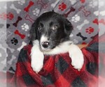Puppy Hope Border Collie