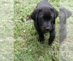 Small #2 Labrador Retriever
