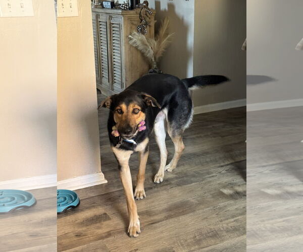 Medium Photo #13 German Shepherd Dog-Unknown Mix Puppy For Sale in Holly Springs, NC, USA