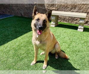 Mutt Dogs for adoption in Moreno Valley, CA, USA