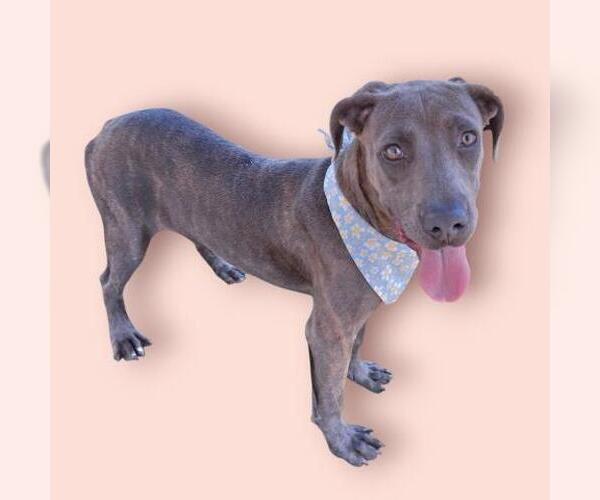 Medium Photo #3 Mutt Puppy For Sale in Bakersfield, CA, USA
