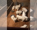 Small Photo #17 Great Pyrenees Puppy For Sale in HAWKINSVILLE, GA, USA