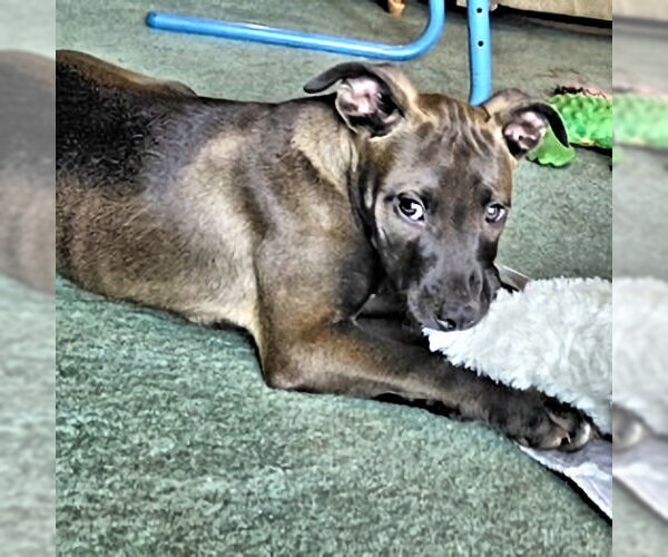 Medium Photo #3 Feist Terrier-Labrador Retriever Mix Puppy For Sale in Rutherfordton, NC, USA